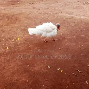Male White Turkey