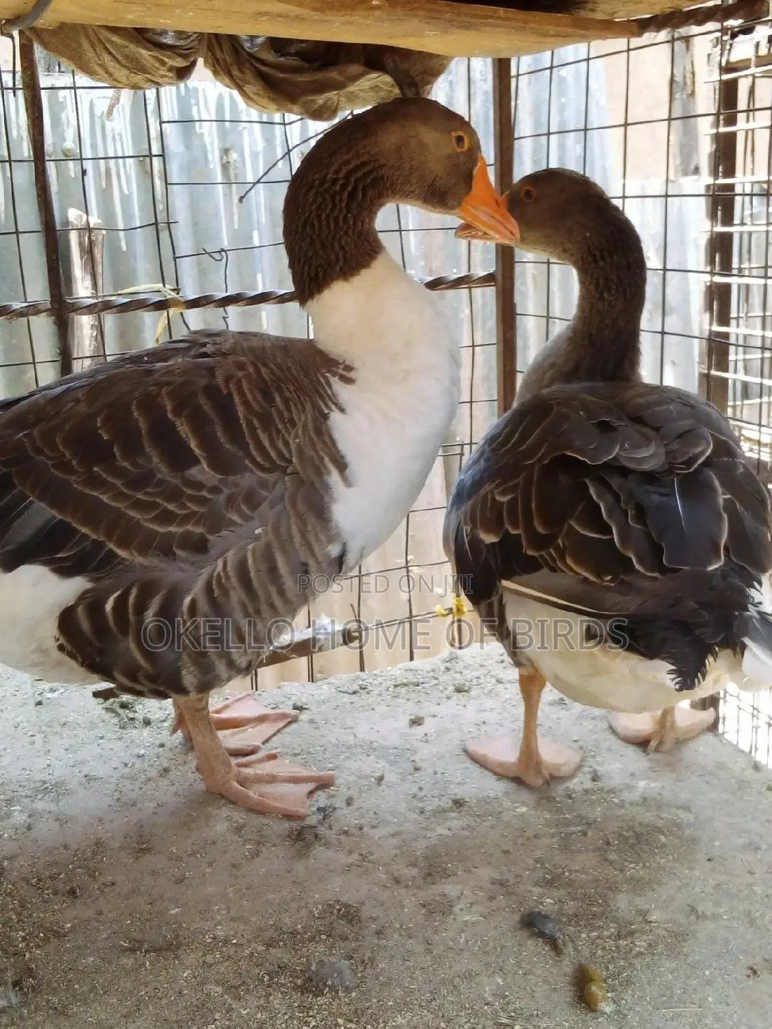Geese for Meat and Breeding