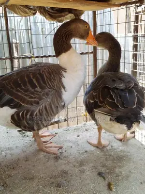 Geese for Meat and Breeding