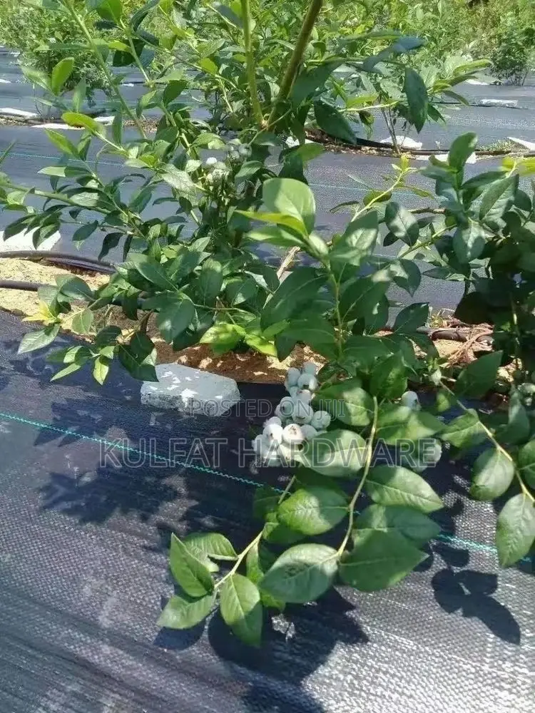 Weed Control Ground (Black Woven Geotextile Membrane)
