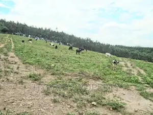 Plots for Sale at Gobero~Sseganga/Wakiso~ Estate~Hoima Road