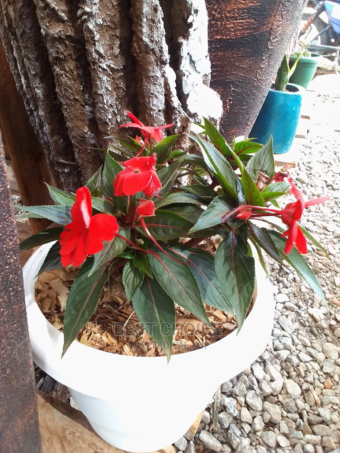 Beautiful Flowers and Plants in Plastic/Concrete Planters