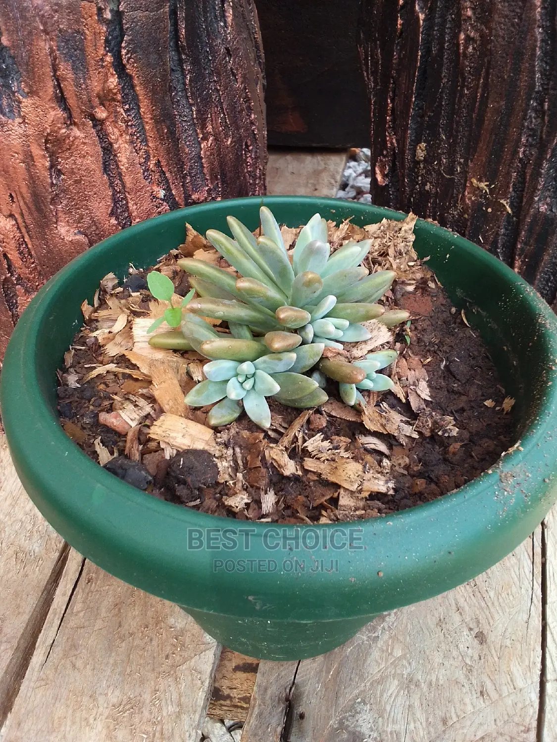Beautiful Flowers and Plants in Plastic/Concrete Planters
