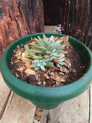 Beautiful Flowers and Plants in Plastic/Concrete Planters