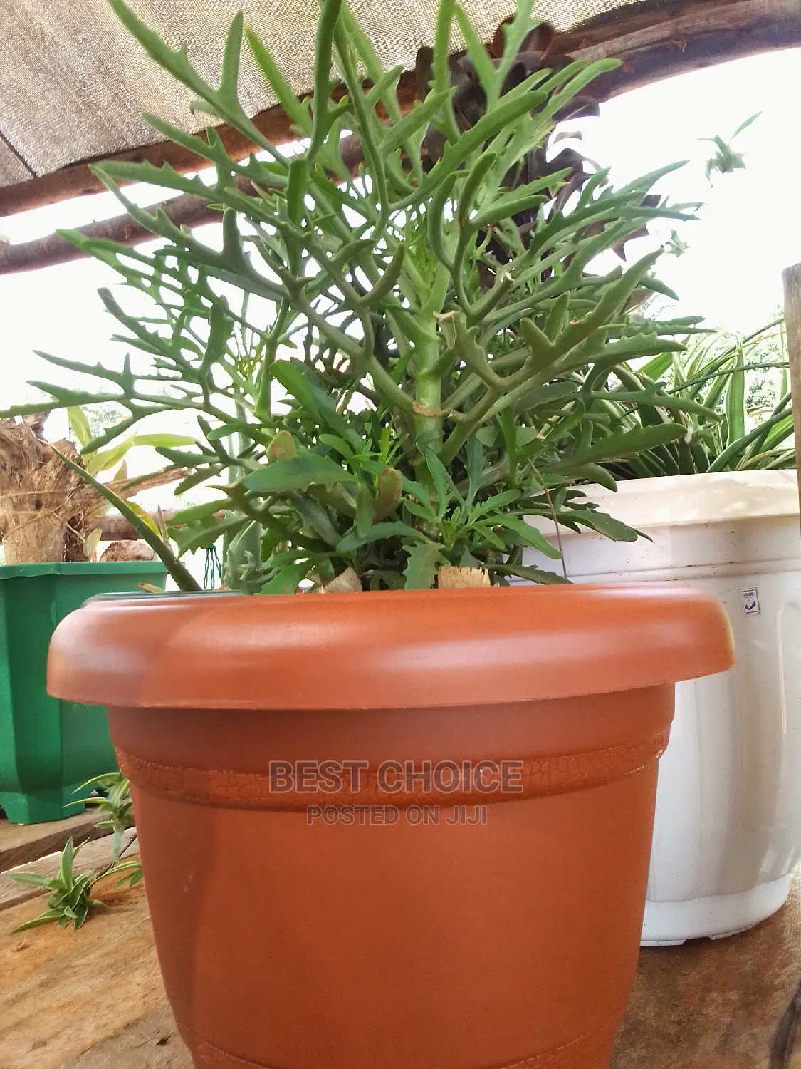 Beautiful Flowers and Plants in Plastic/Concrete Planters