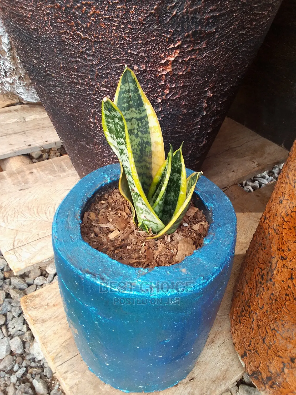 Beautiful Flowers and Plants in Plastic/Concrete Planters