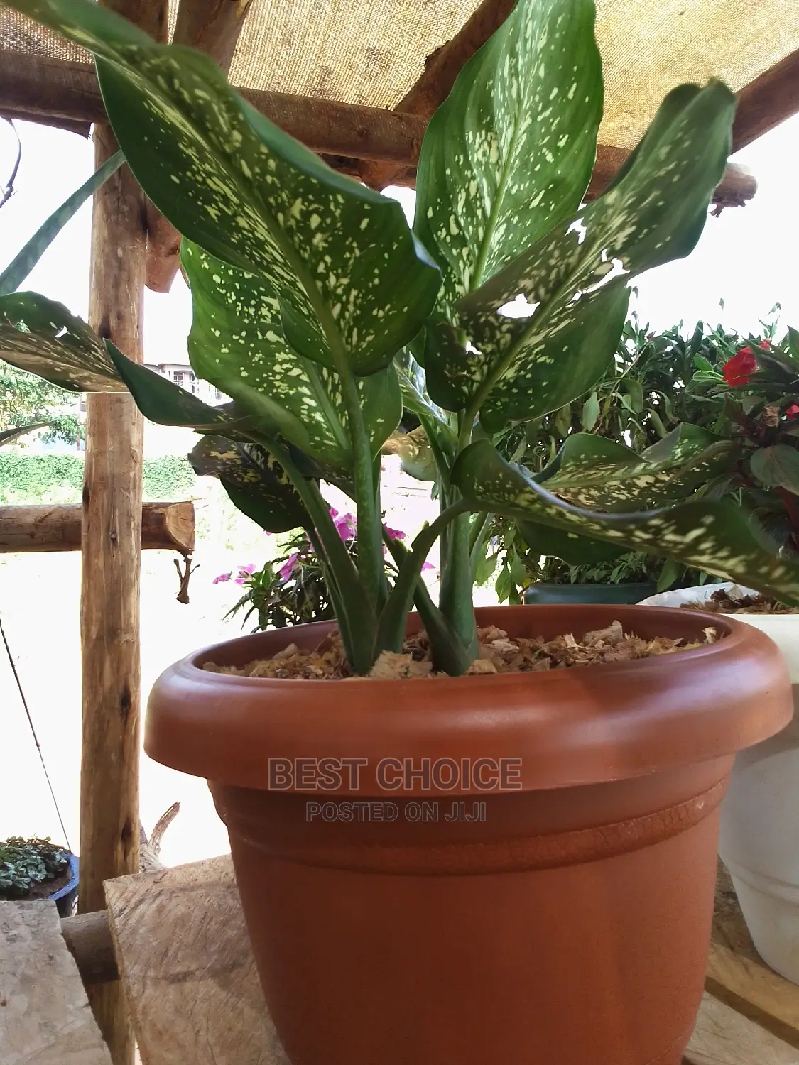 Beautiful Flowers and Plants in Plastic/Concrete Planters