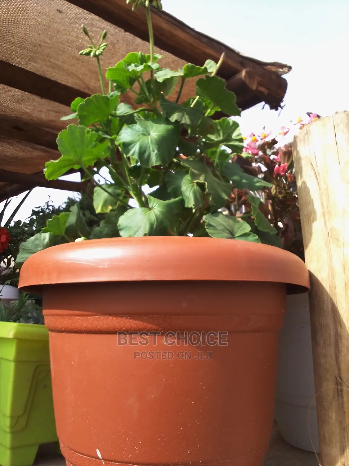 Beautiful Flowers and Plants in Plastic/Concrete Planters