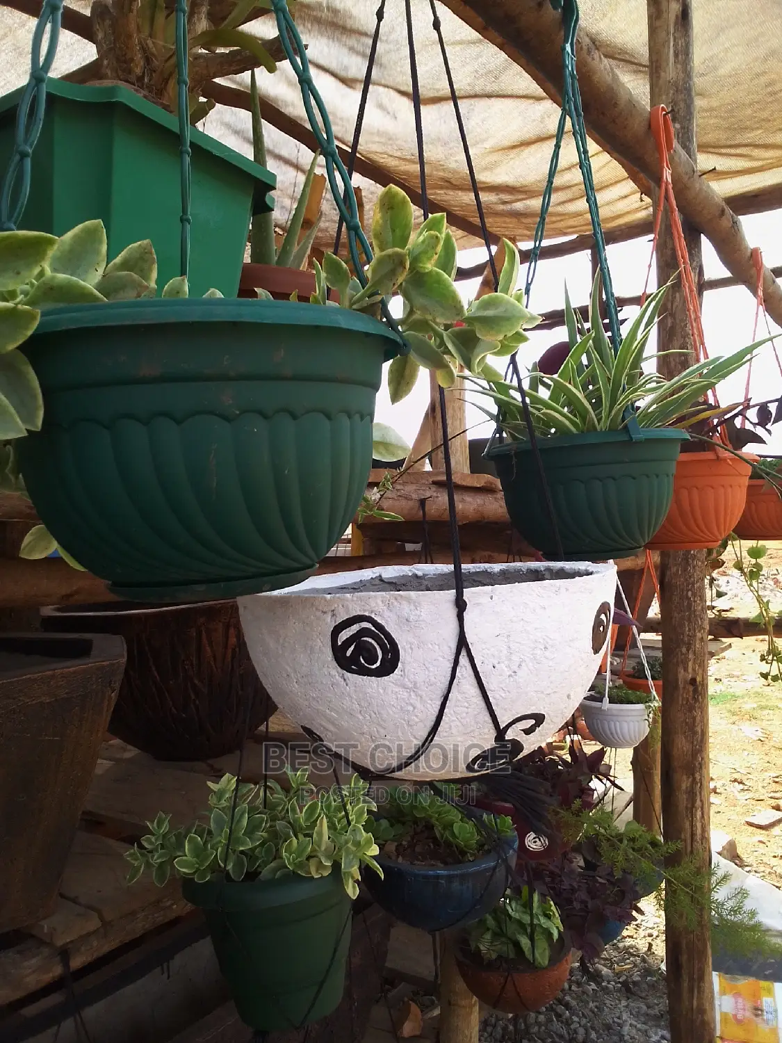 Beautiful Flowers and Plants in Plastic/Concrete Planters