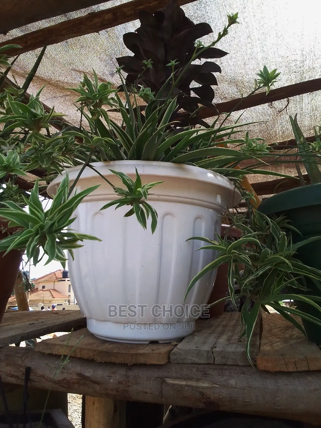 Beautiful Flowers and Plants in Plastic/Concrete Planters
