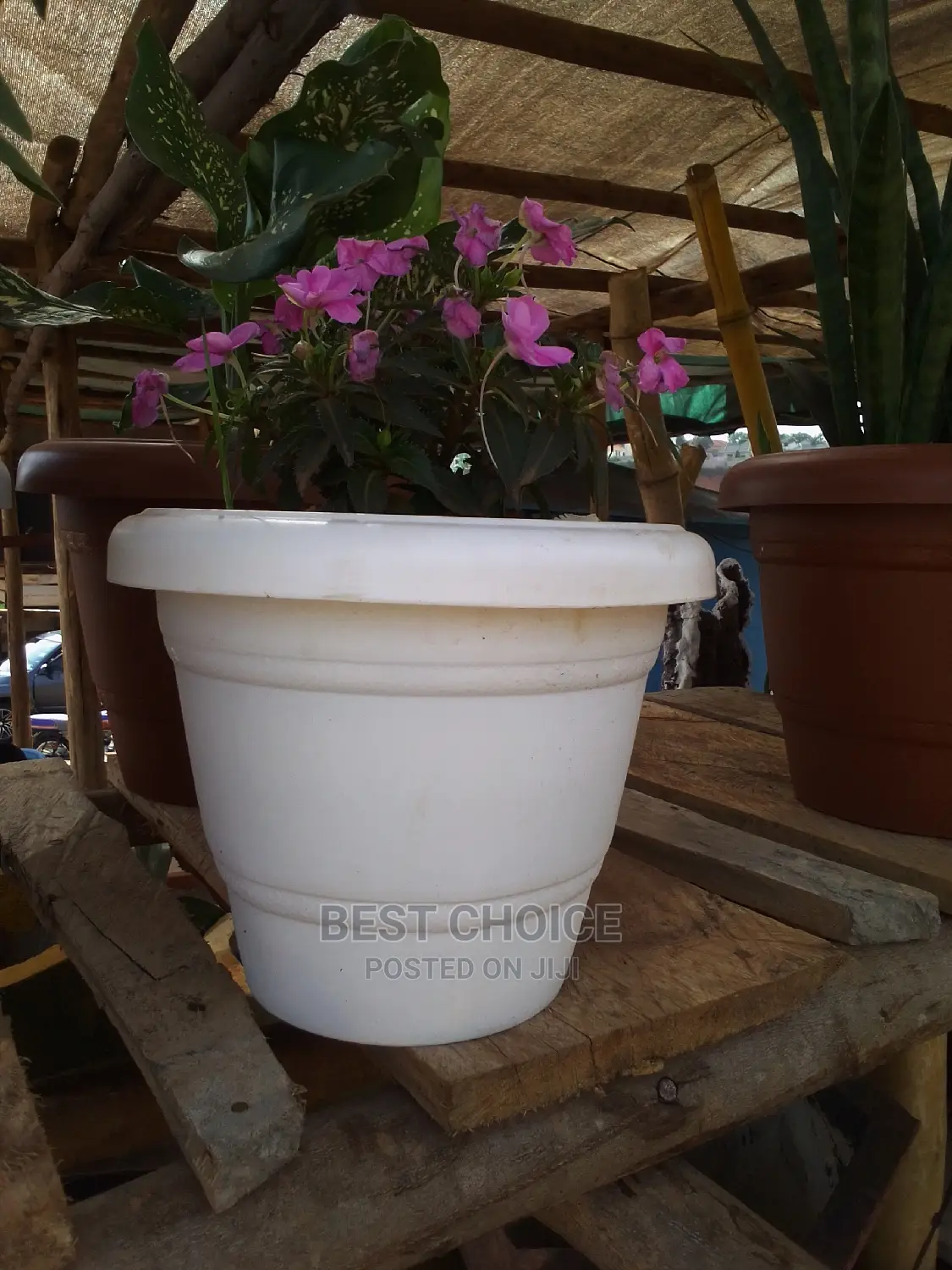 Beautiful Flowers and Plants in Plastic/Concrete Planters