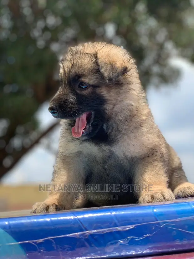 1-3 Month Female Purebred German Shepherd in Central Division