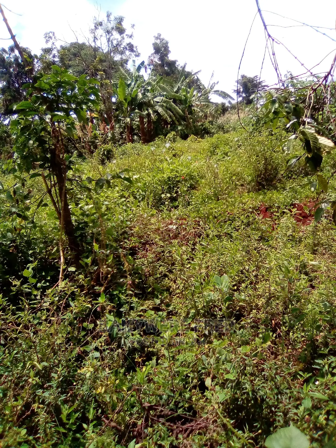 50/100 Plot for Sale in Kikadwa