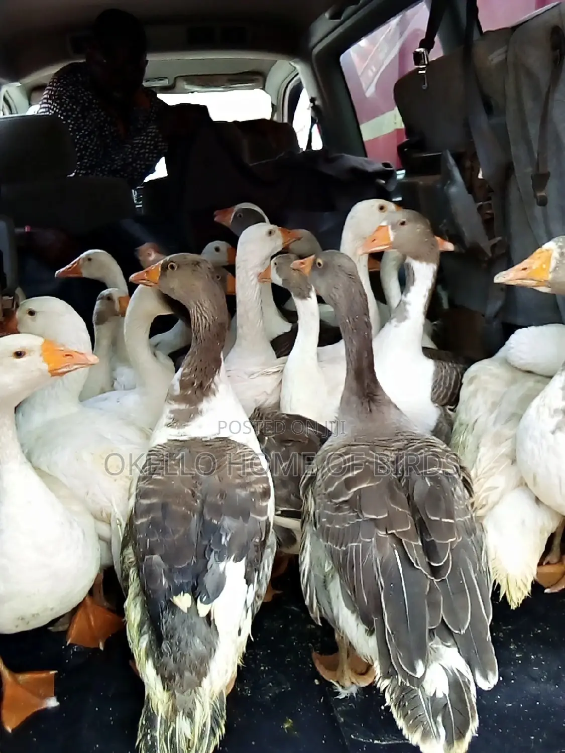 Geese for Breeding and Security