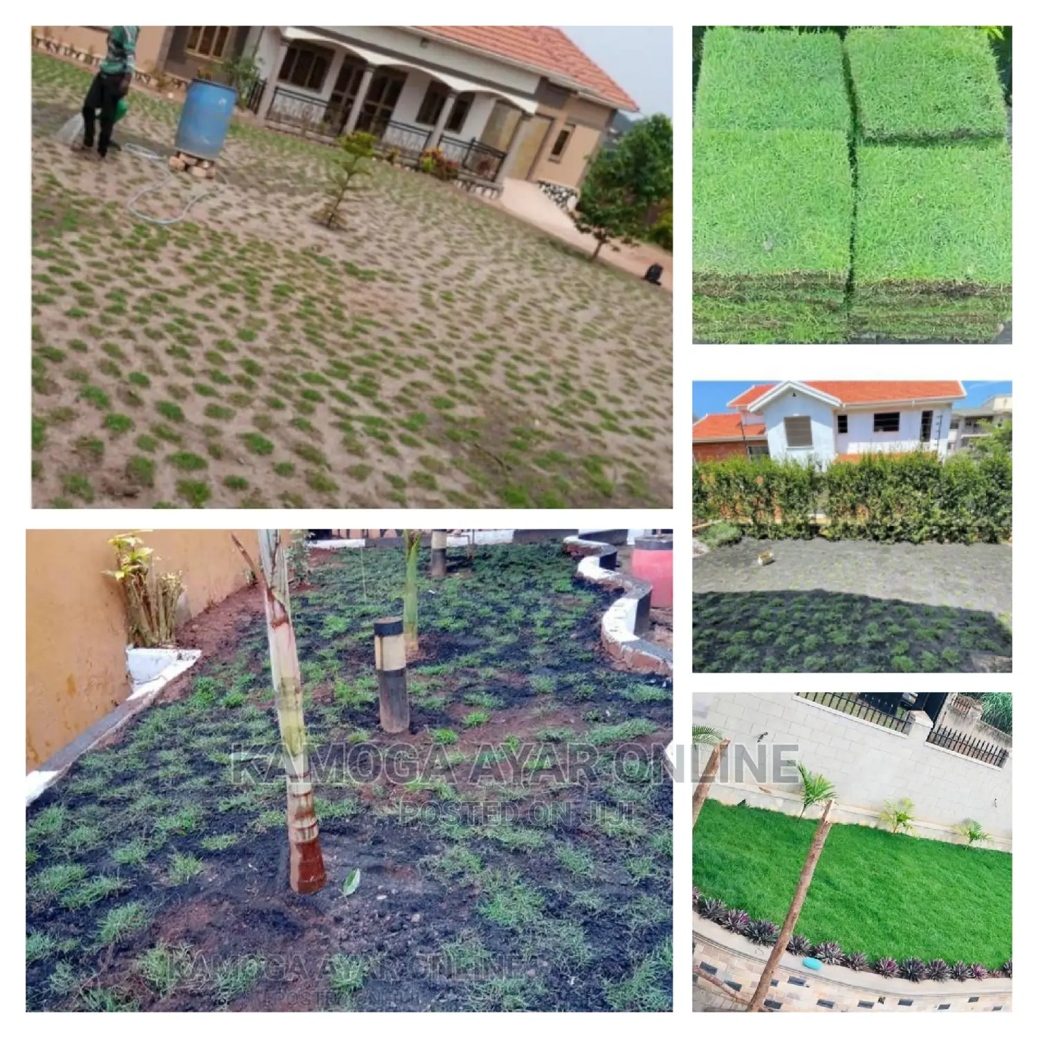 Paspalum Grass•