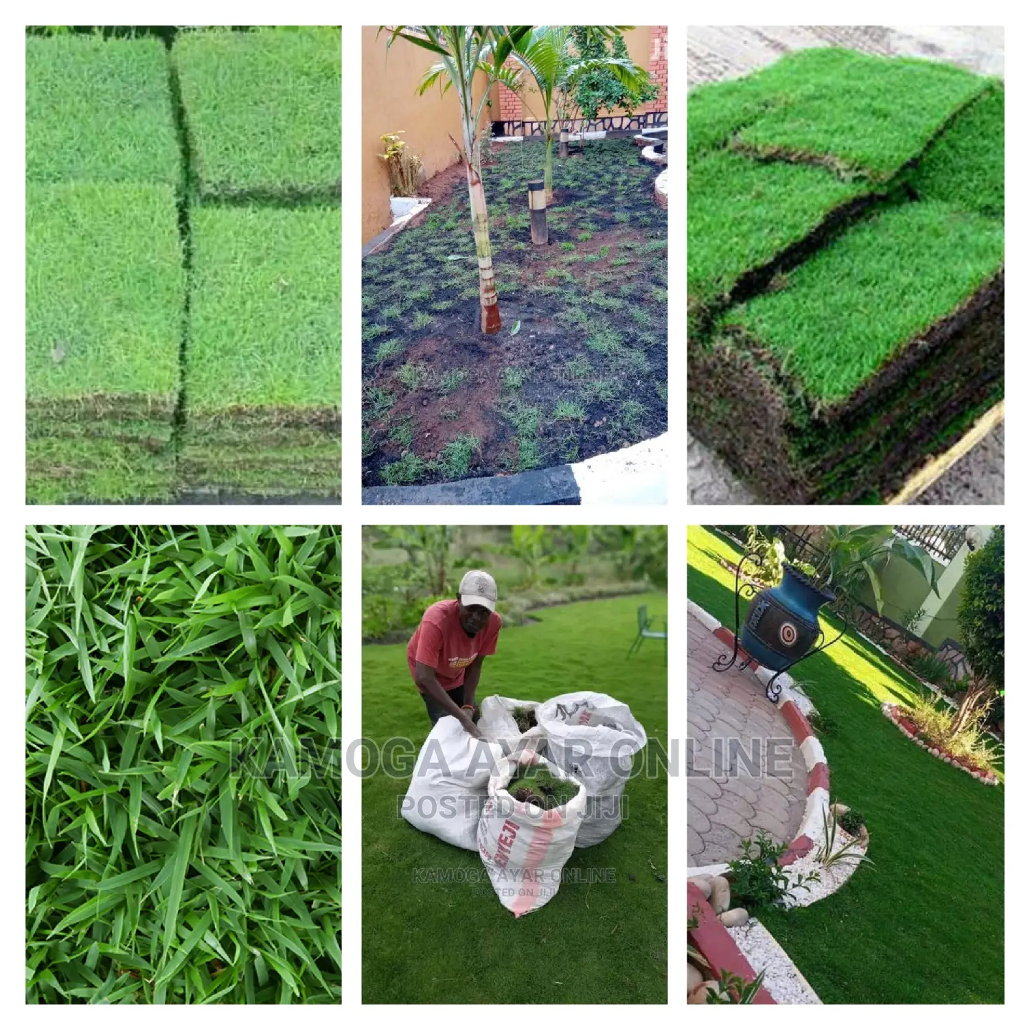 Hybrid Paspalum, Contact Me