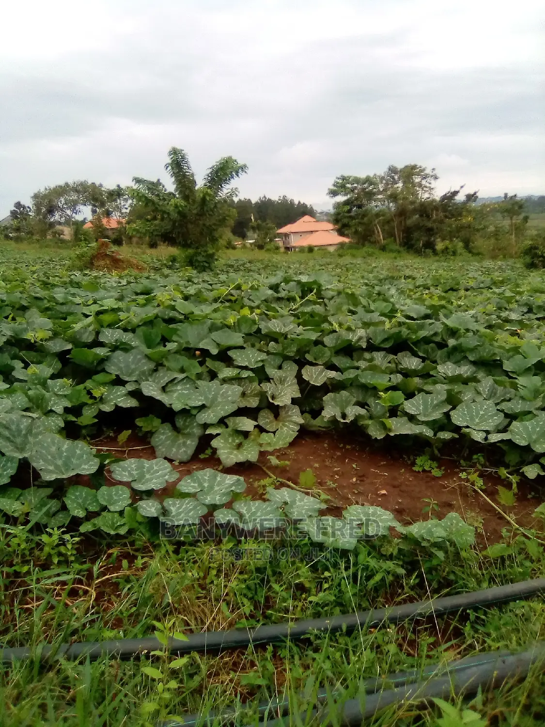 1acre of Farmland for Sale in Kijabijo