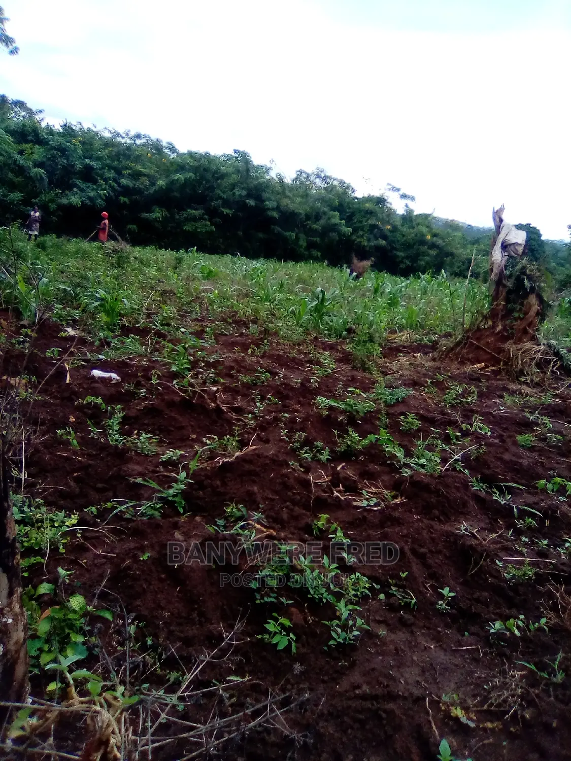 8acres of Farmland in Luwero