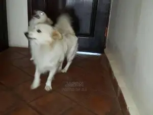 Male 9 Months Old Japanese Spits