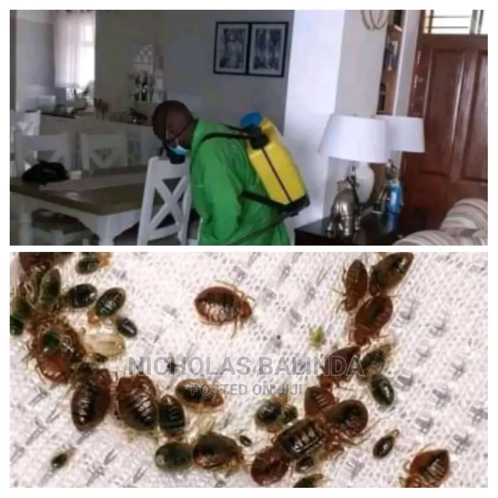 Bedbugs Solution With NB Cleaning Service