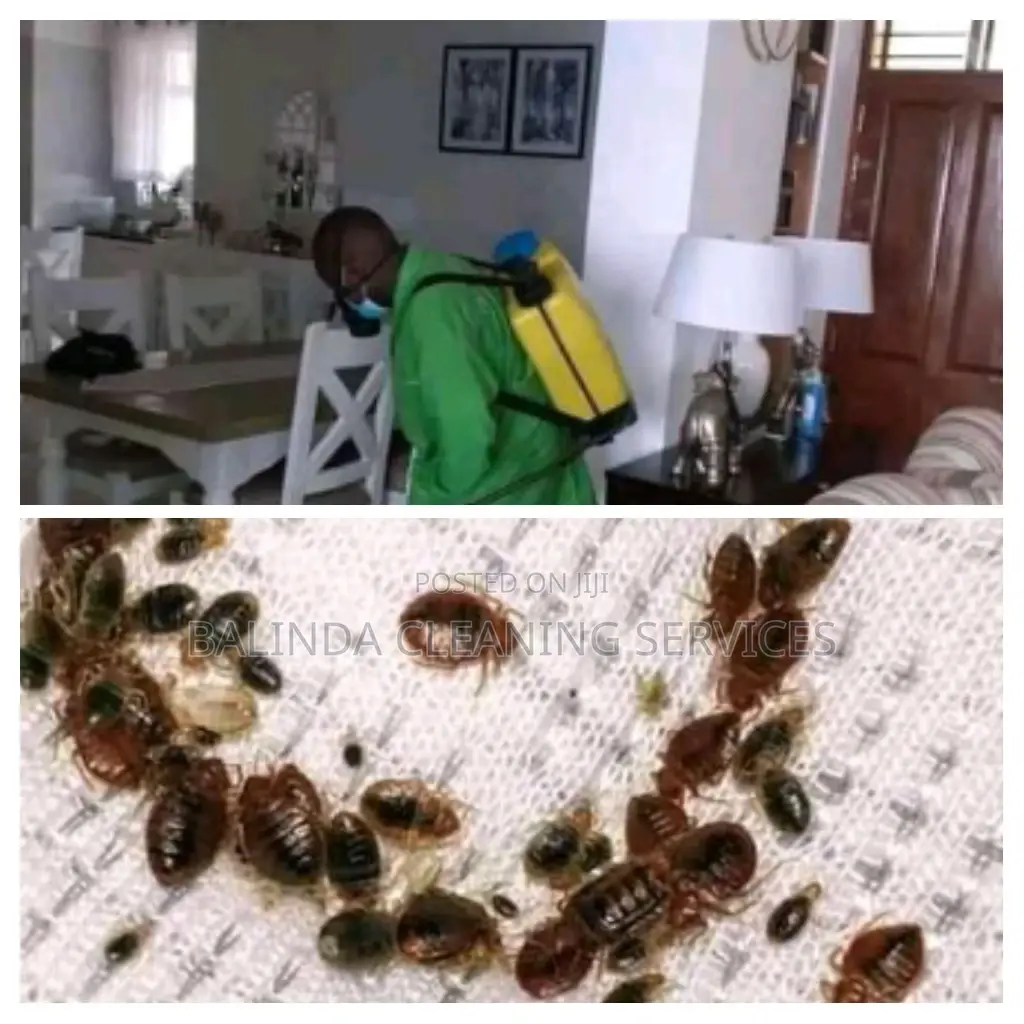 Bedbugs Solution With NB Cleaning Service