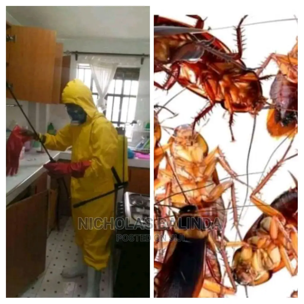 Cockroaches in the Kitchen Are Solved by NB Service