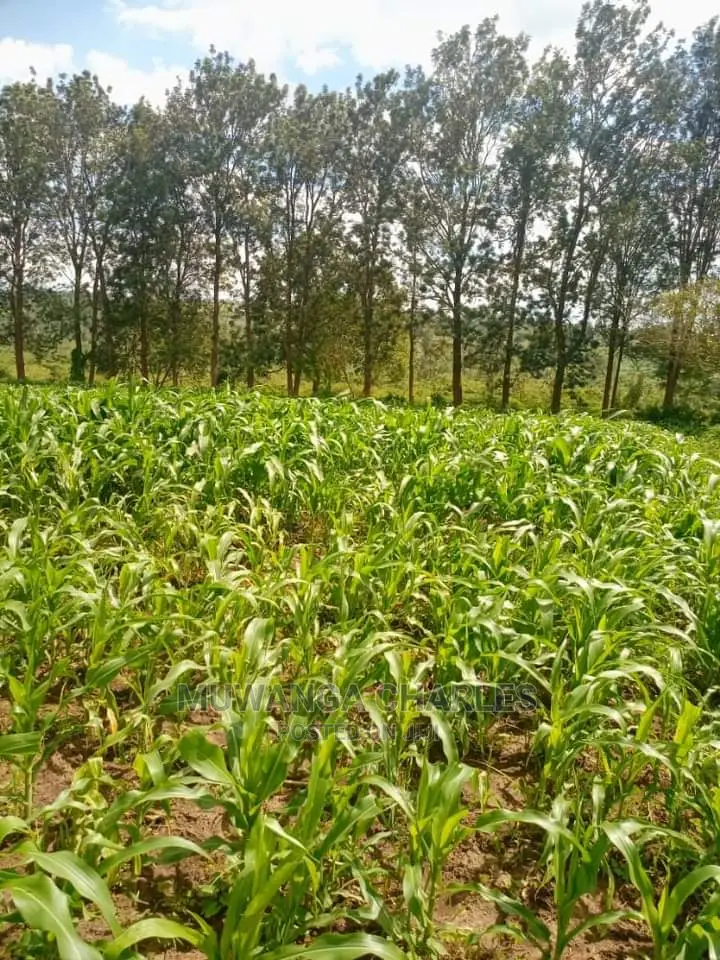 12decumals Plot of Land for Sale at Gayaza Nakwero