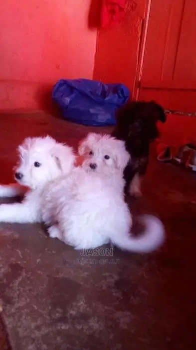 Maltese Cute And Lovely Puppies