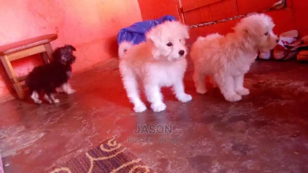 Maltese Cute And Lovely Puppies