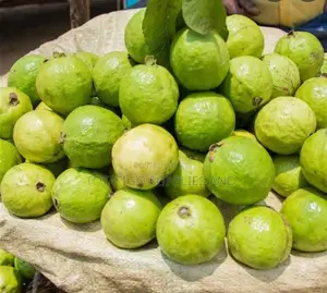 Photo - Medium Size Guava
