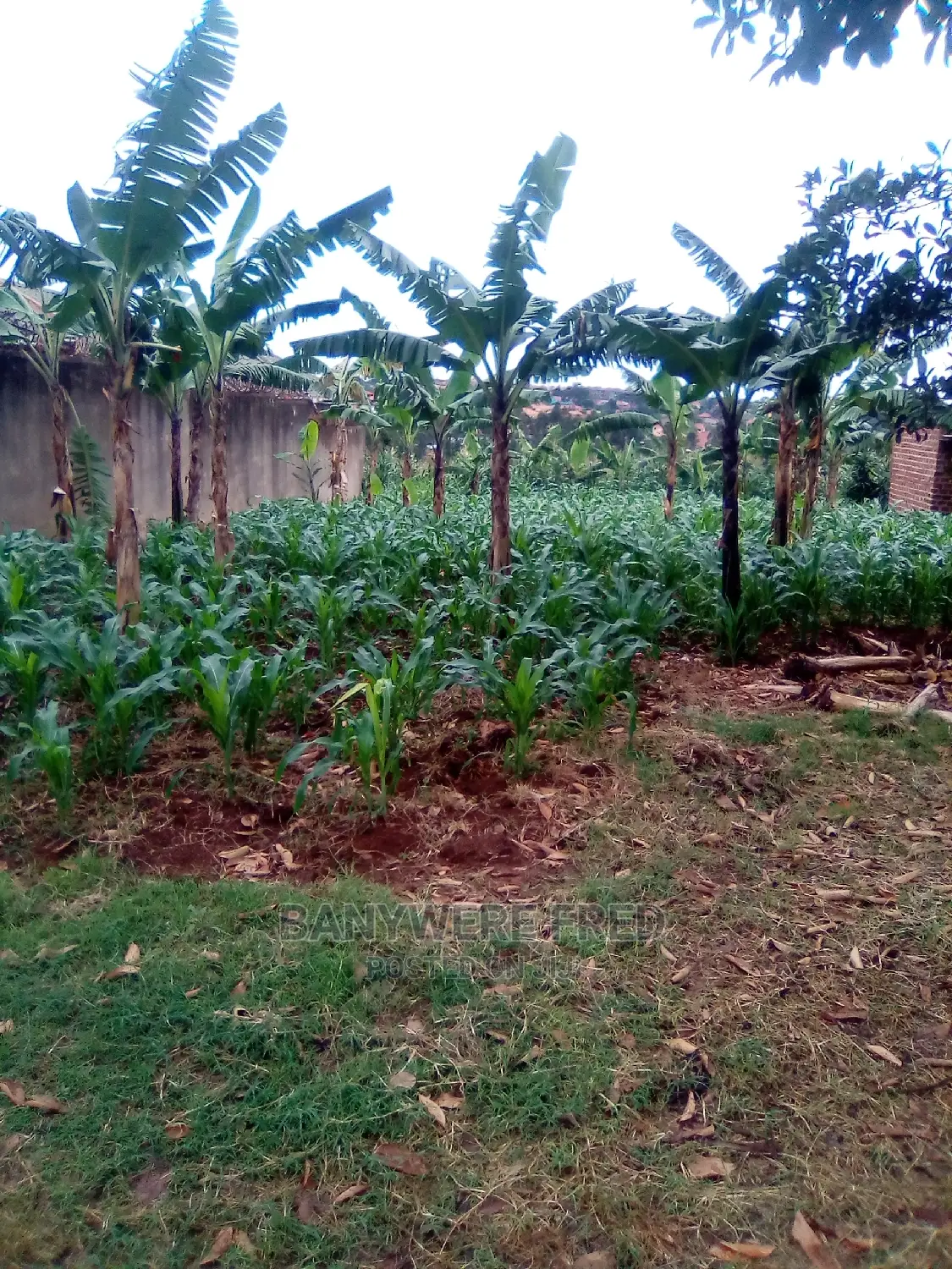 50/100 Plot for Sale in Kakajo Bweyogerere