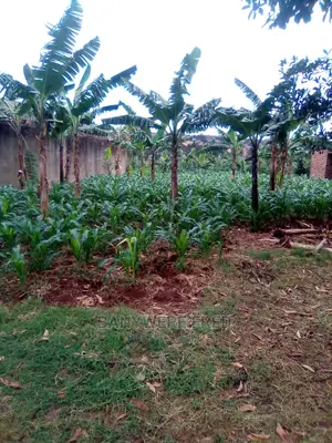 50/100 Plot for Sale in Kakajo Bweyogerere