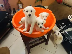White Active Japanese Spits Puppies