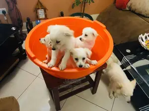 White Active Japanese Spits Puppies