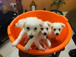 White Active Japanese Spits Puppies