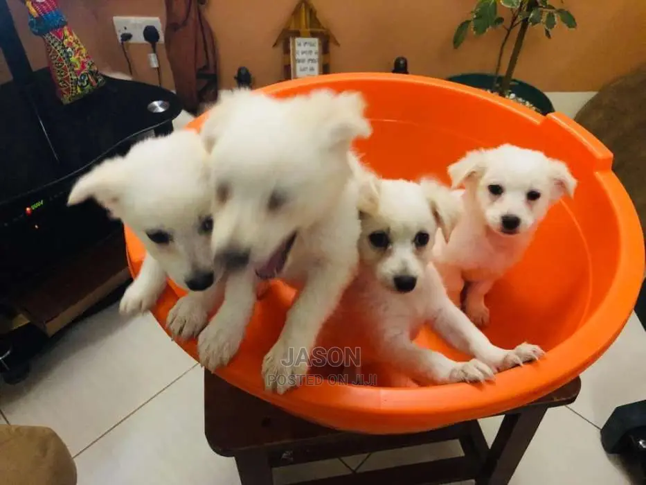White Active Japanese Spits Puppies