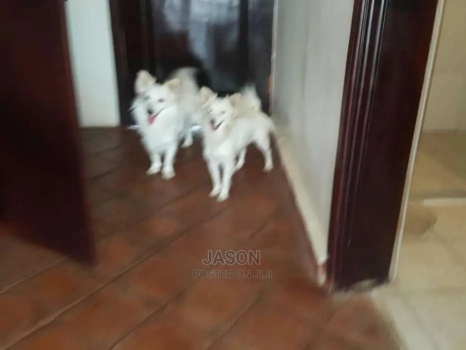 White Active Japanese Spits Puppies