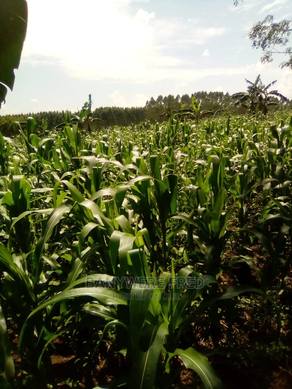 100 Acres of Industrial Land for Sale in Bamunanika