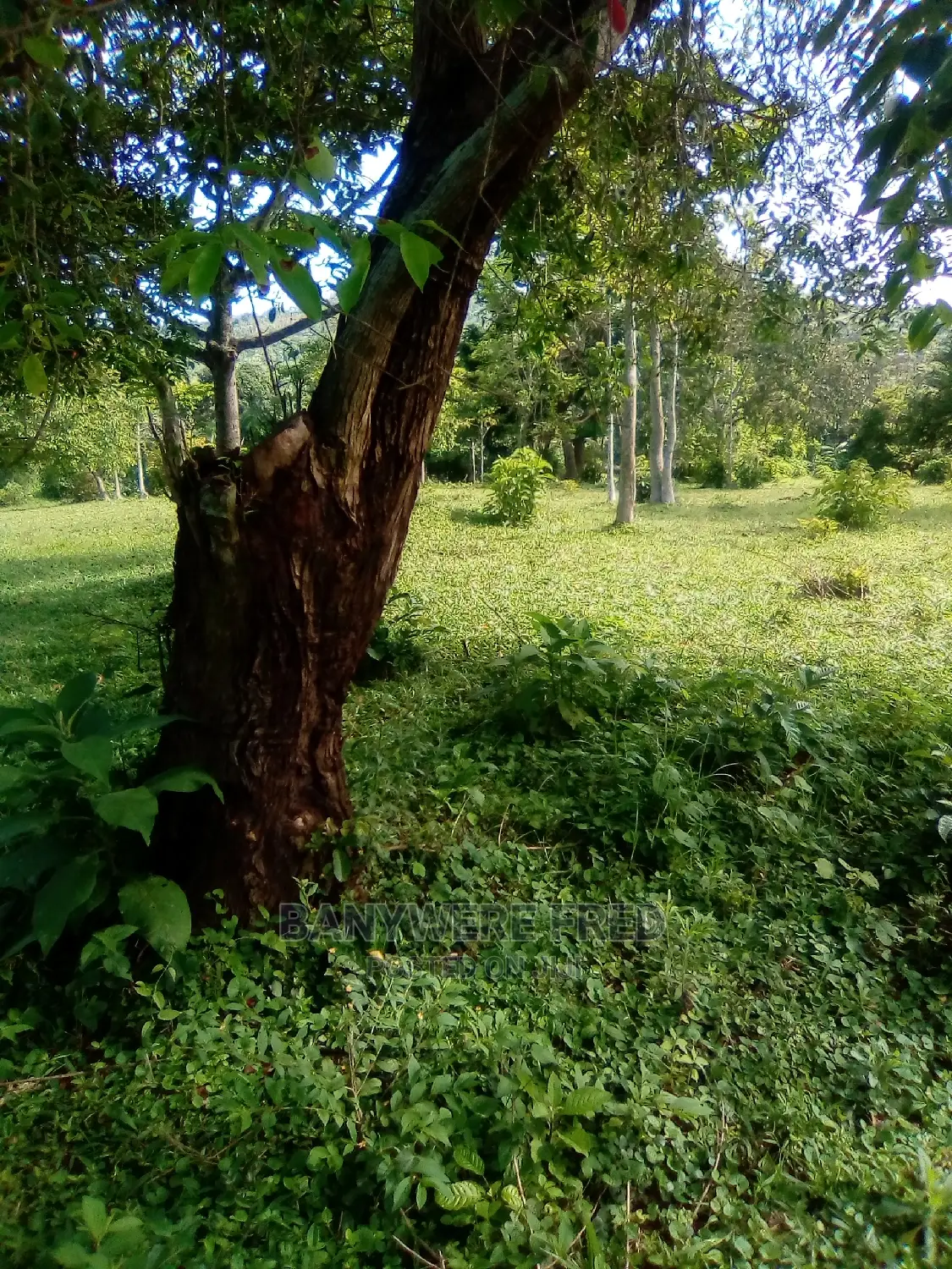 8acres of Farmland for Sale in Makulubita