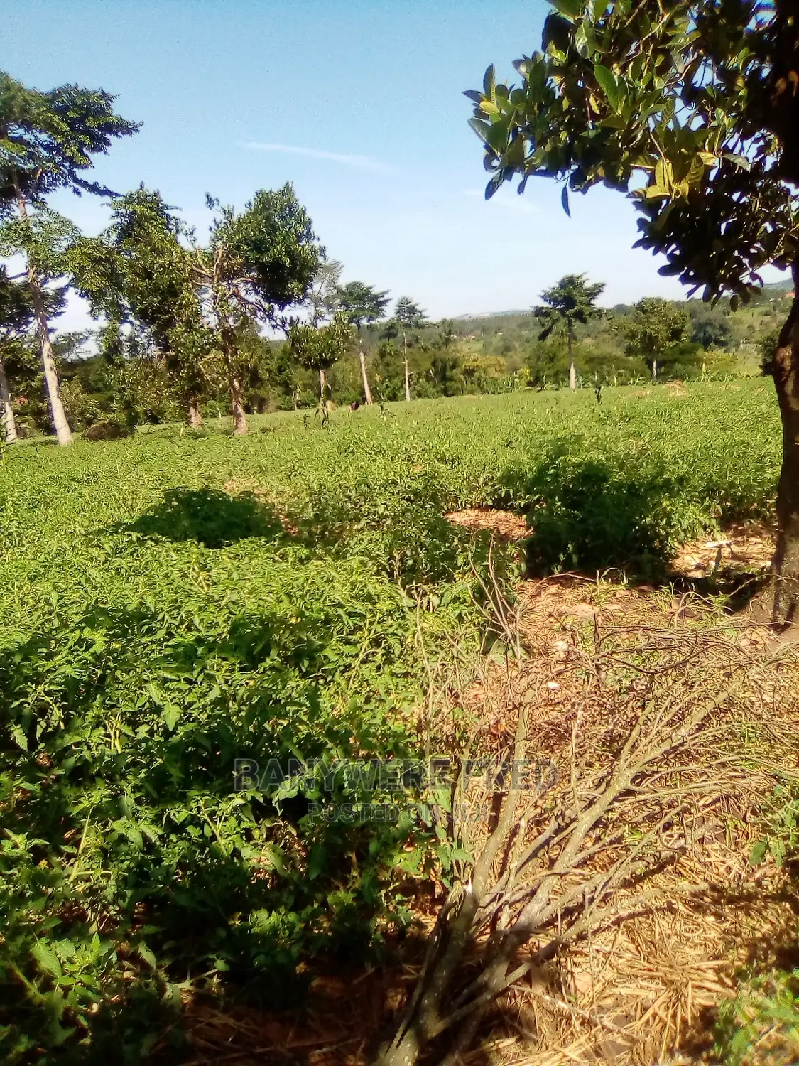 4acres of Farmland for Sale in Kidulu Mukulubitta