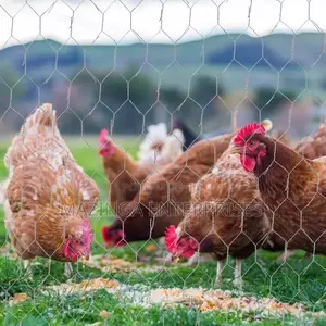 25meters Galvanized Chicken Wire Mesh