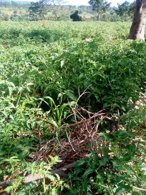 90acres of Industrial Land for Sale in Kinoni Masaka