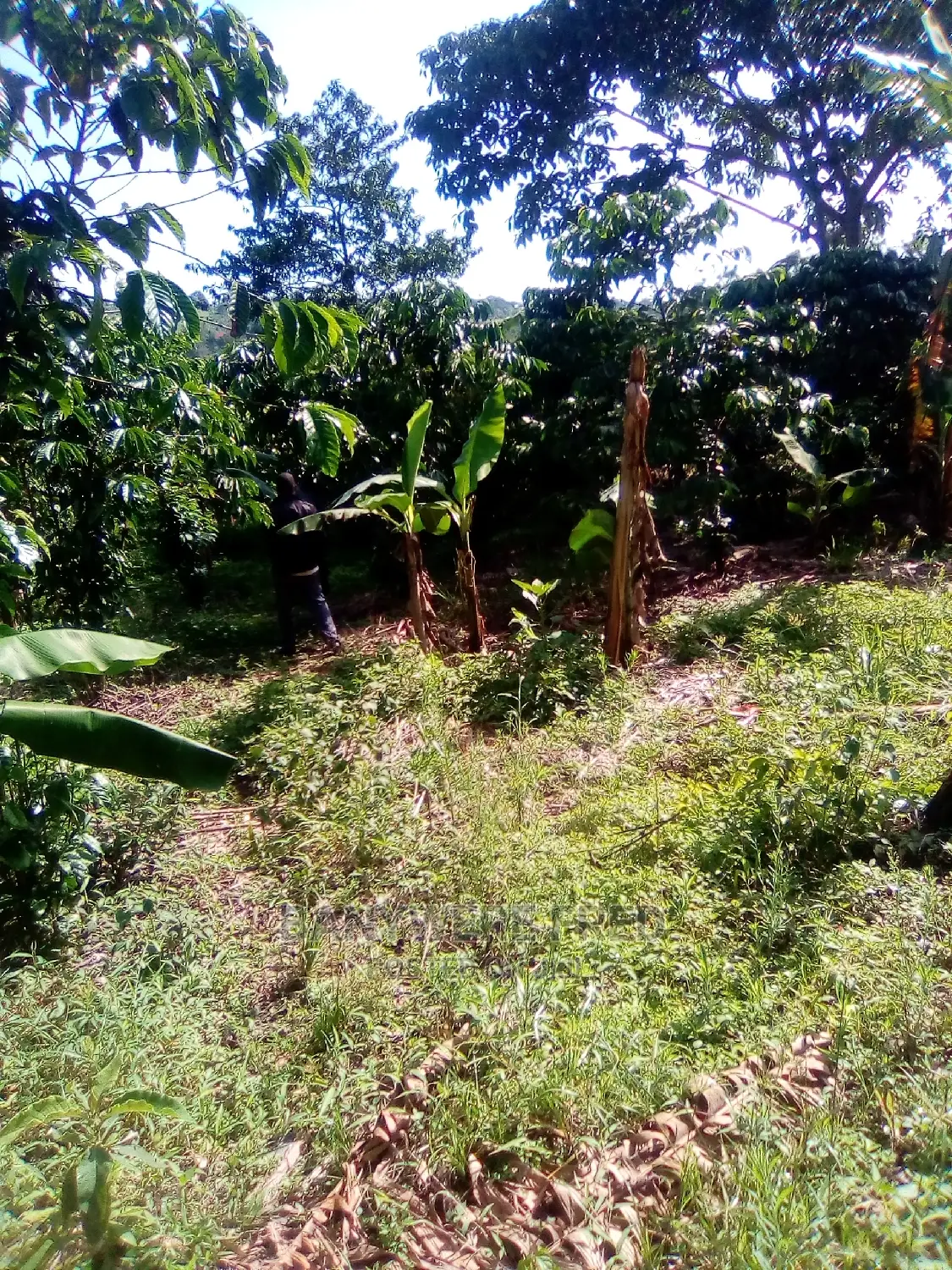 5acres of Farmland for Sale in Kanoni Gomba