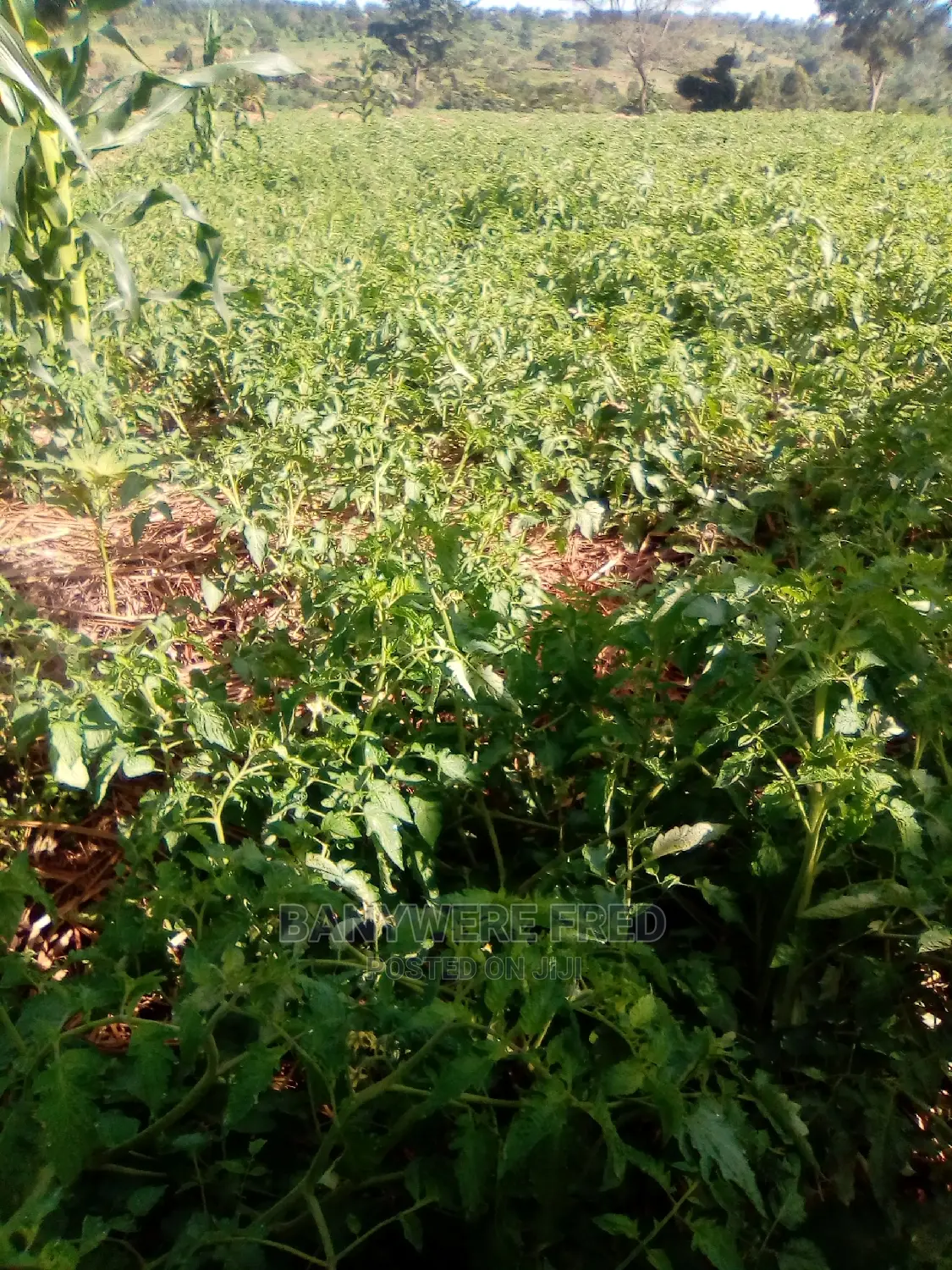 7acres of Farmland for Sale in Kasanje