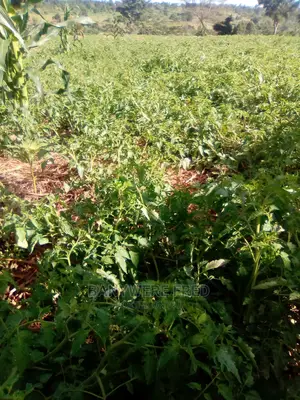 7acres of Farmland for Sale in Kasanje