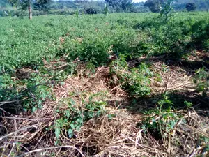 2acres of Land for Sale in Nakaseke