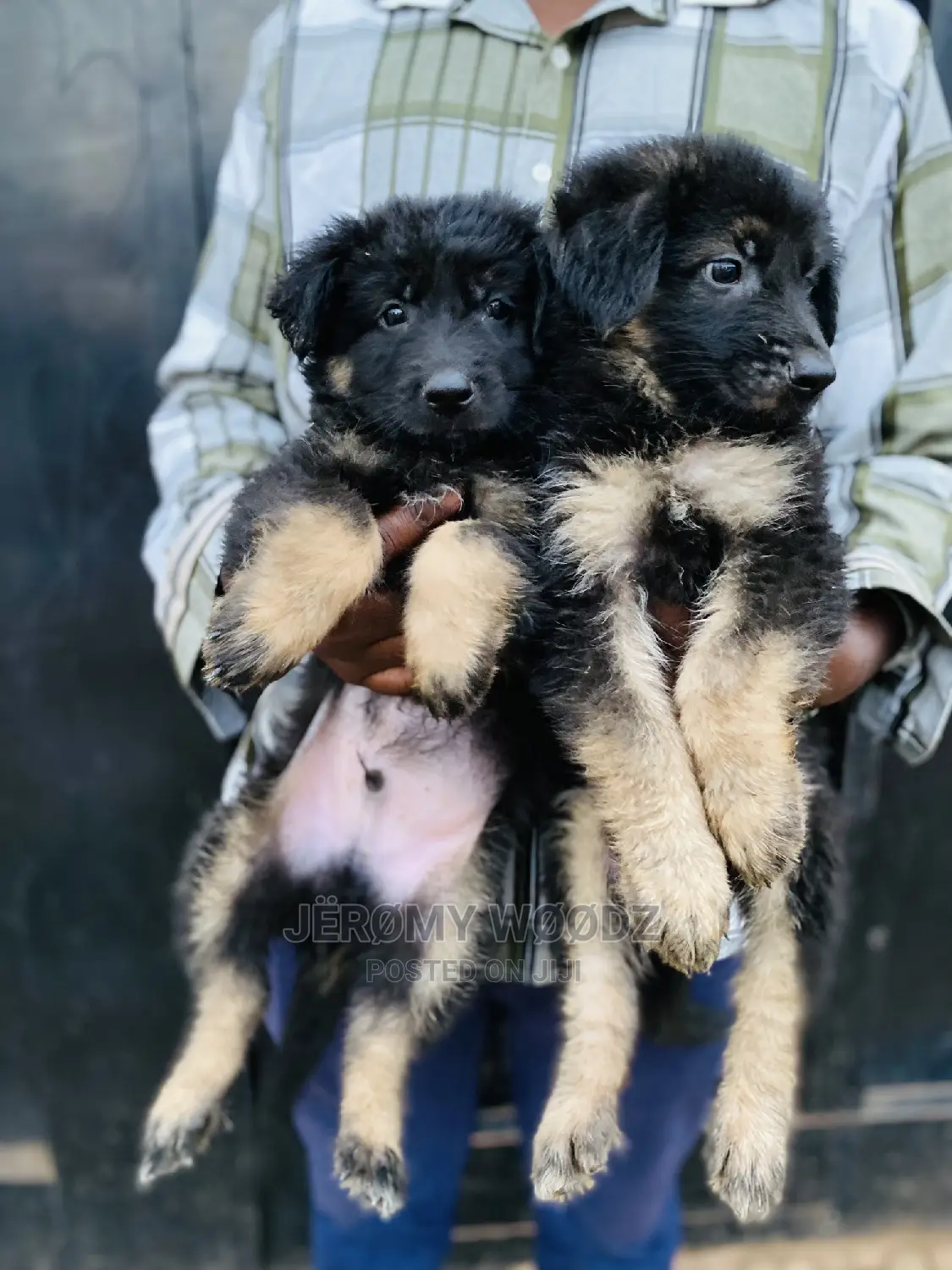 1-3 months Male Purebred German Shepherd