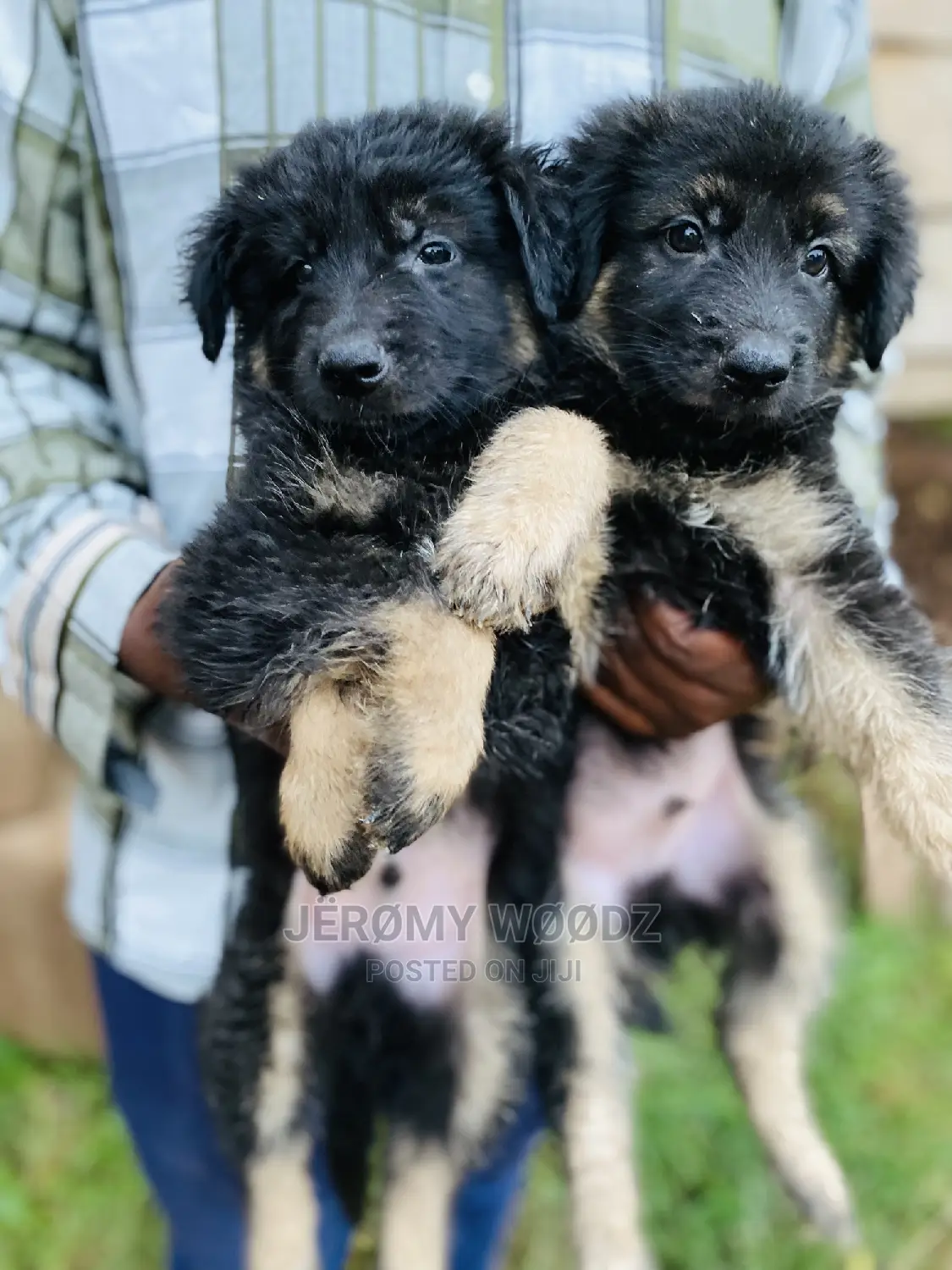 1-3 months Male Purebred German Shepherd