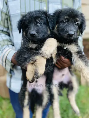1-3 months Male Purebred German Shepherd