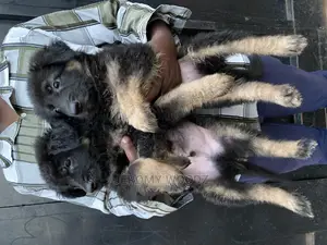 1-3 months Male Purebred German Shepherd